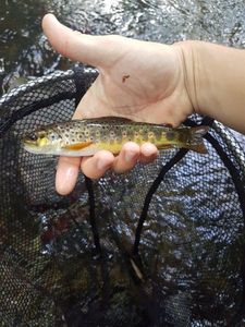 Brown Trout