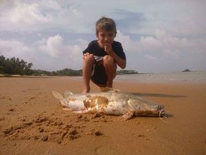 Crucifix Sea Catfish