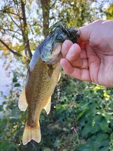 Largemouth Bass
