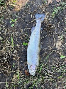Lake Trout