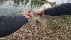 Northern Pike