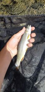 Brook Trout