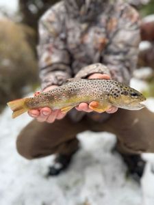 Brown Trout
