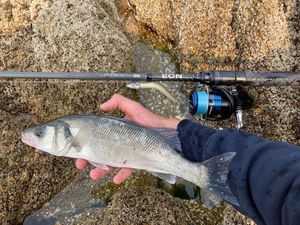 European Bass (Seabass)