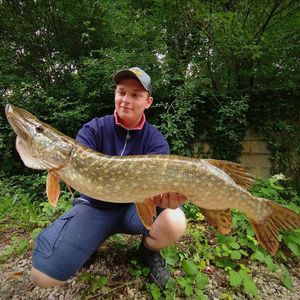Northern Pike