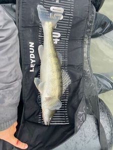 Zander