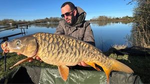 Common Carp