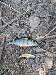 European Perch