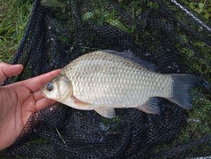 Crucian Carp