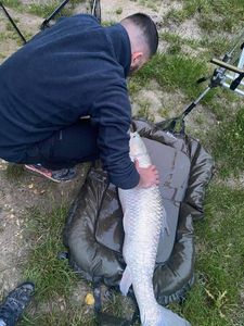 Silver Carp