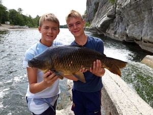 Common Carp