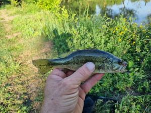 Largemouth Bass
