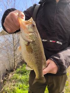 Largemouth Bass