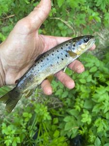 Brown Trout