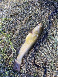 Black Bullhead