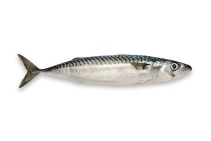 Mackerel