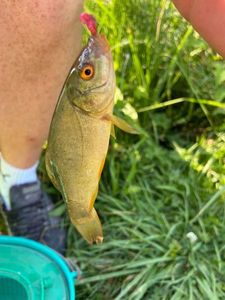 Tench