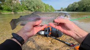 Rainbow Trout