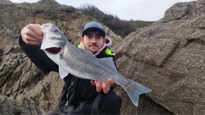 European Bass (Seabass)