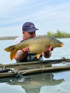 Common Carp