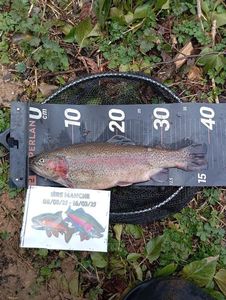 Rainbow Trout