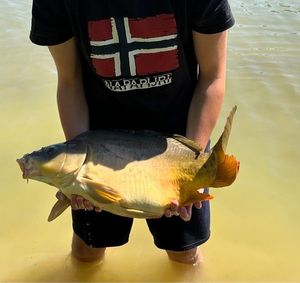 Mirror Carp