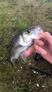 European Bass (Seabass)