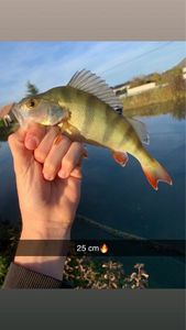 European Perch