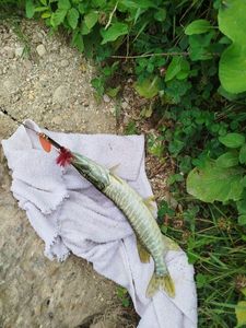 Northern Pike