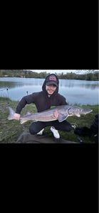 Sturgeon