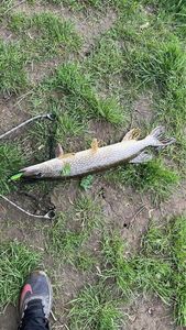 Northern Pike