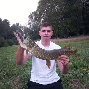 Northern Pike