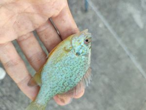 Green Sunfish