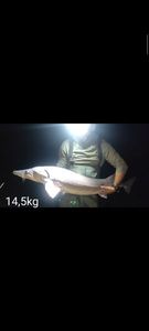 Sturgeon
