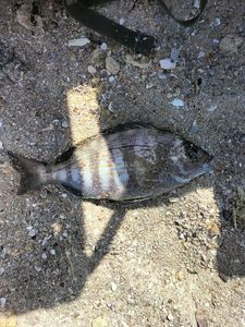 Black Seabream