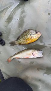 Green Sunfish
