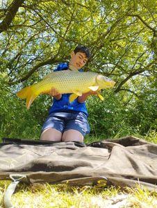 Common Carp
