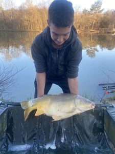 Mirror Carp