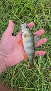 European Perch