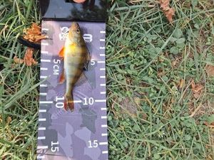 European Perch