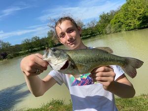Largemouth Bass