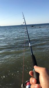 European Bass (Seabass)