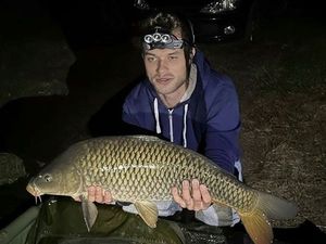 Common Carp
