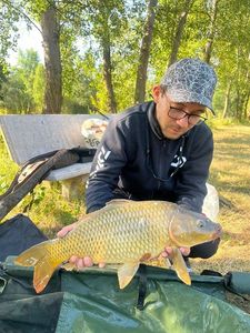Common Carp