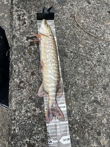 Northern Pike