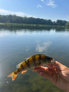 European Perch