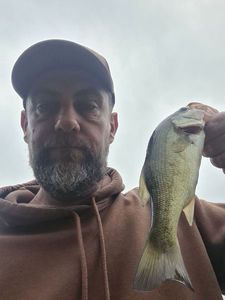 Largemouth Bass
