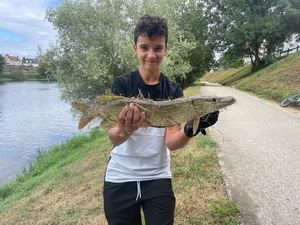 Northern Pike