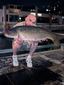 Common Carp