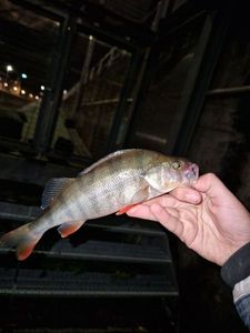 European Perch